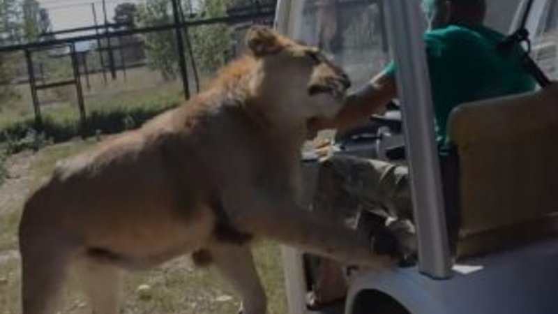 Safari parkındaki aslanın cana yakınlığı
