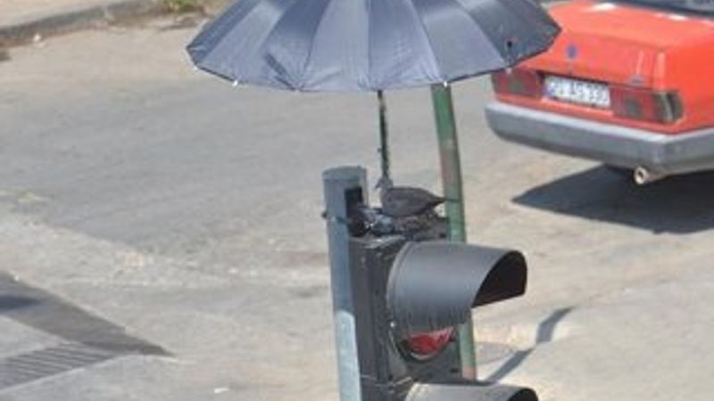 Kumru yuvasına şemsiyeli koruma