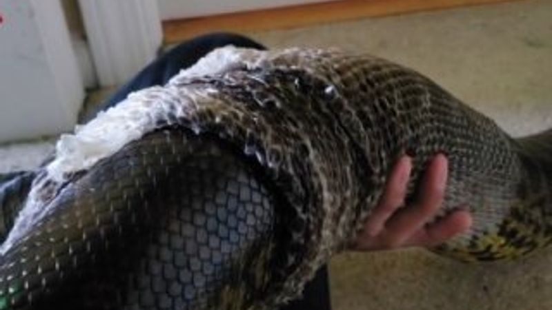 Anakonda ve pitonun deri değiştirme anları