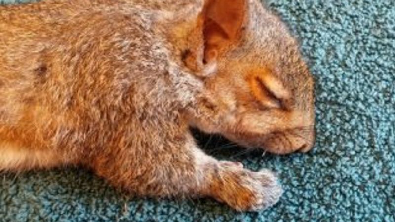 Kuyrukları birbirine dolanan yavru sincaplar kurtarıldı