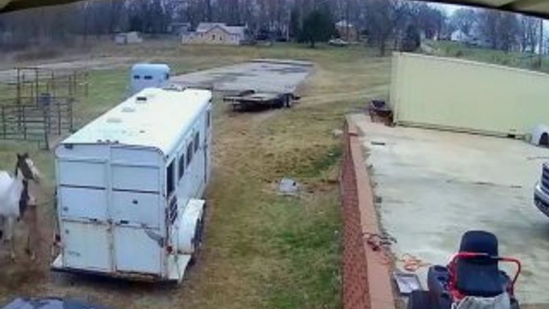 Kendisine saldıran pitbullu tekmeyle uçuran at