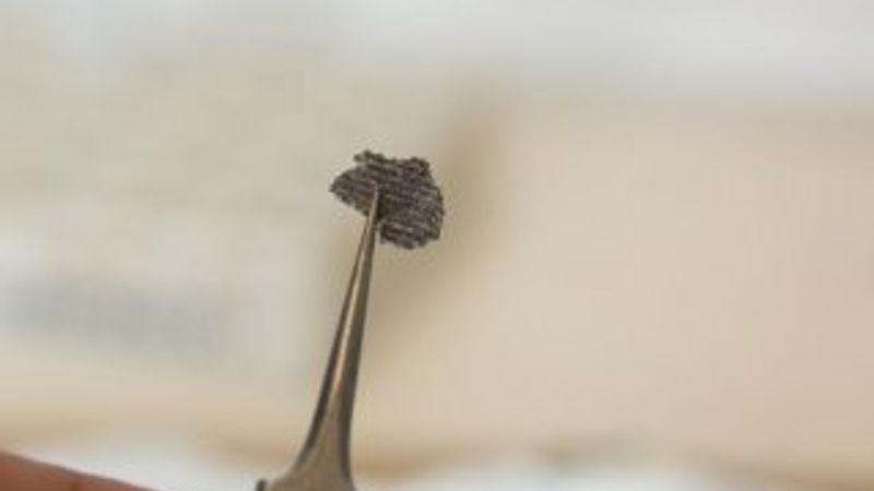 Bilinen en eski hayvan fosili bulundu