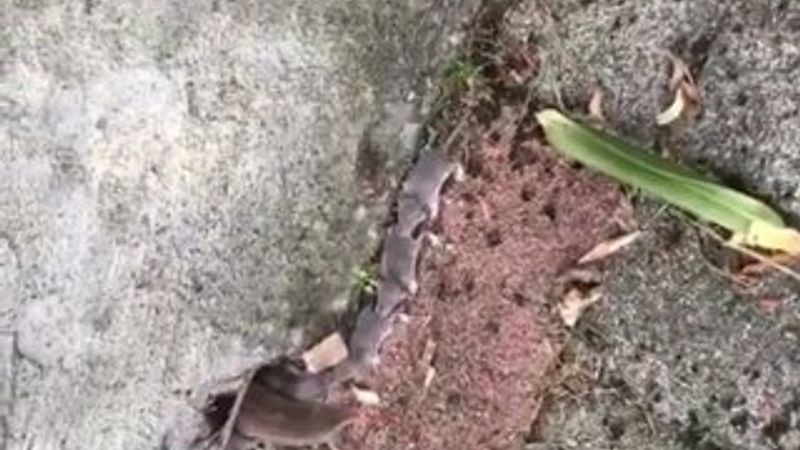 Rusya’da yavru fareler fenomen oldu