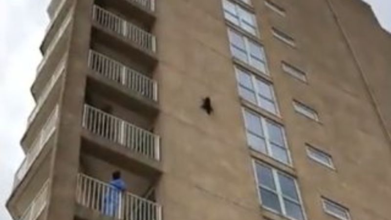 ABD'de beşinci kattan düşen rakun