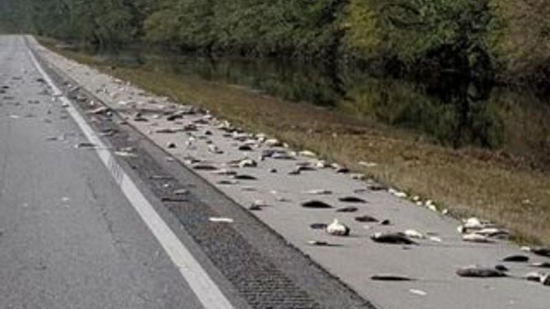 ABD'de otobanda yüzlerce ölü balık bulundu