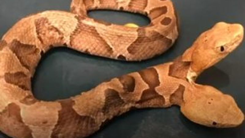 ABD'de çift başlı yılan bulundu