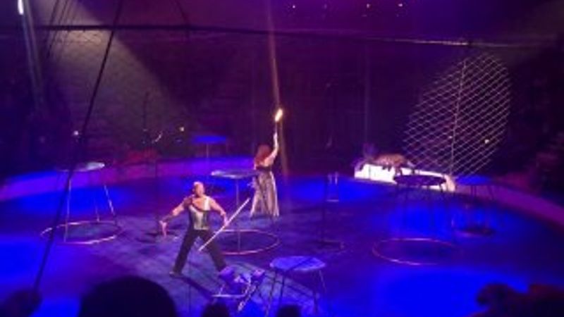 Rusya'da sirk kaplanı felç geçirdi