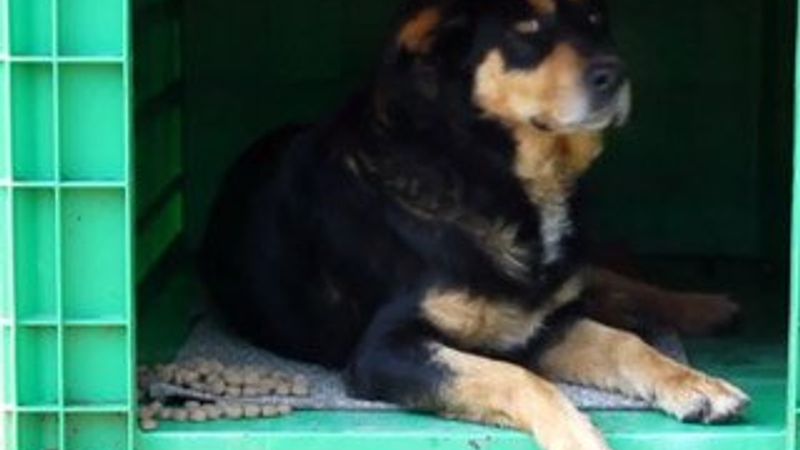 Plastik atıklar 'minik dostlara' yuva oldu