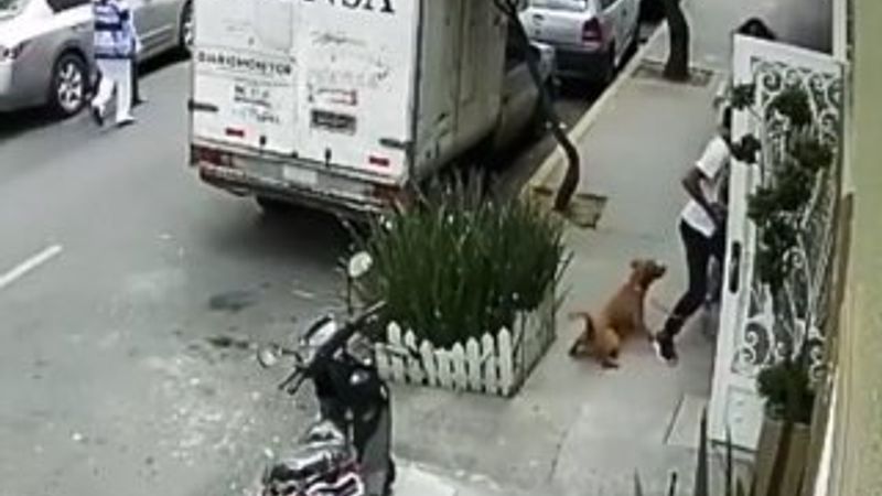 Köpeğine saldıran pitbulla beyzbol sopasıyla müdahale etti