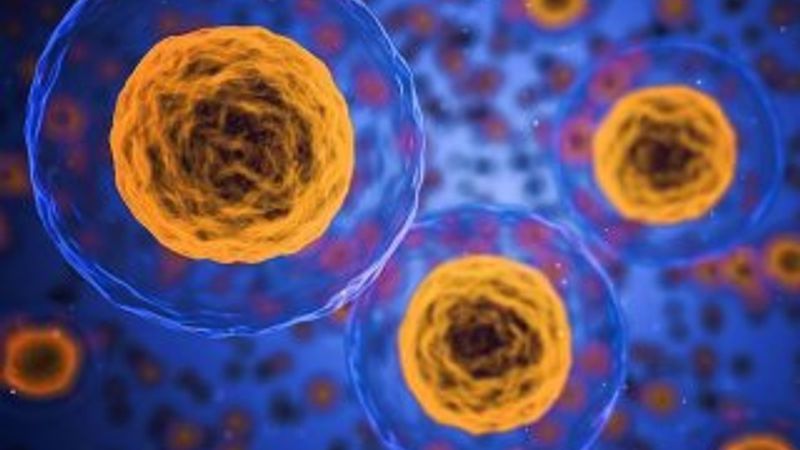 Yeni bir insan hücresi yapısı keşfedildi