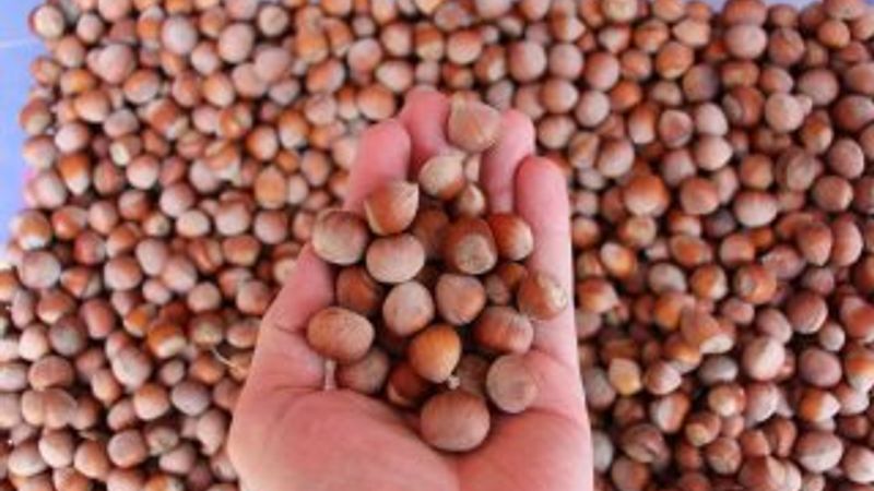 Erdoğan: Fındığın kilosunu 14 liradan alacağız