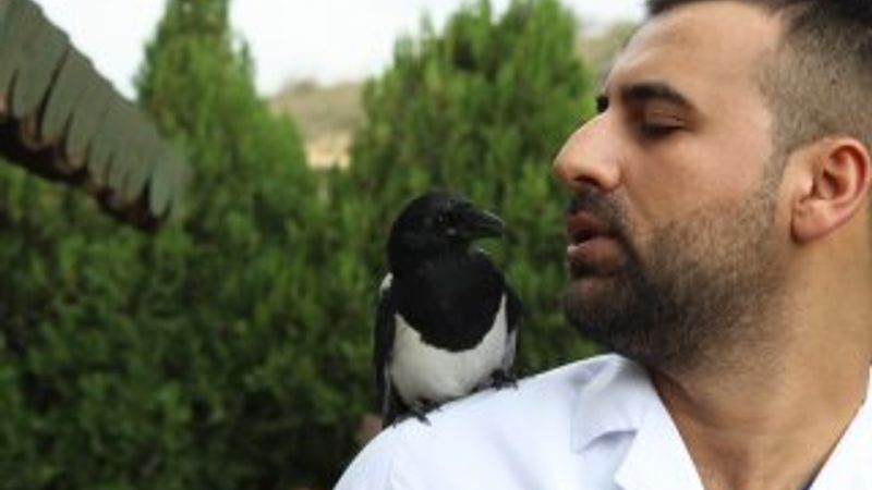 Saksağan kendisini tedavi eden veterinerden ayrılamıyor