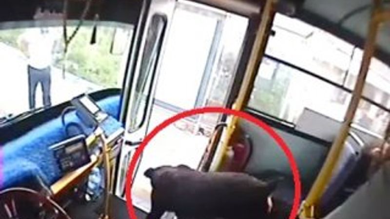 Kocaeli'de bir köpek otobüse bindi