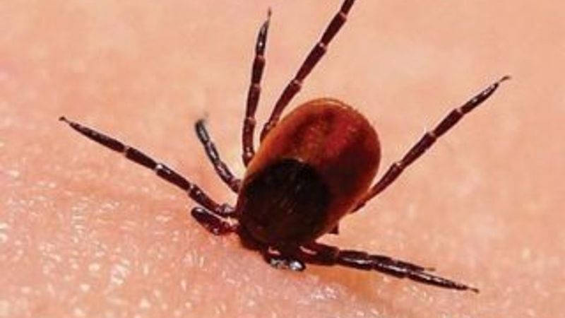 İsveç'te kene alarmı