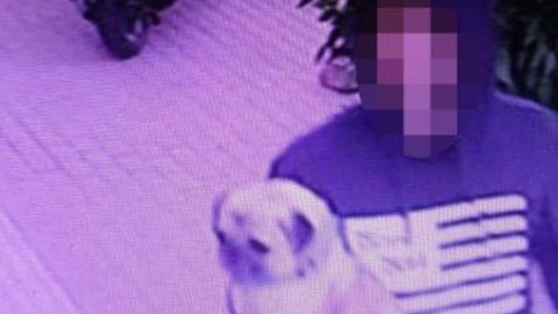 3 dilde komutları anlayan köpek çalındı