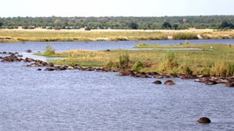Aslanların kovaladığı yüzlerce bufalo nehirde boğuldu