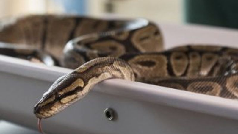 Tuvaletten 3 metrelik piton çıktı