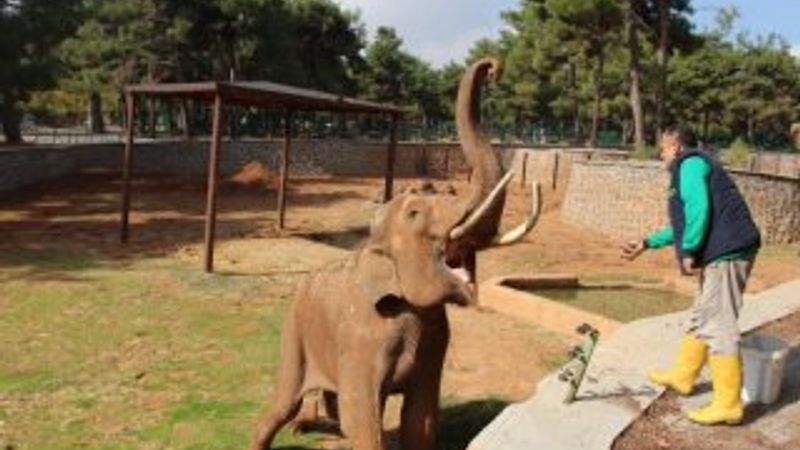 Hayvanlara 5 yıldızlı otel konforu