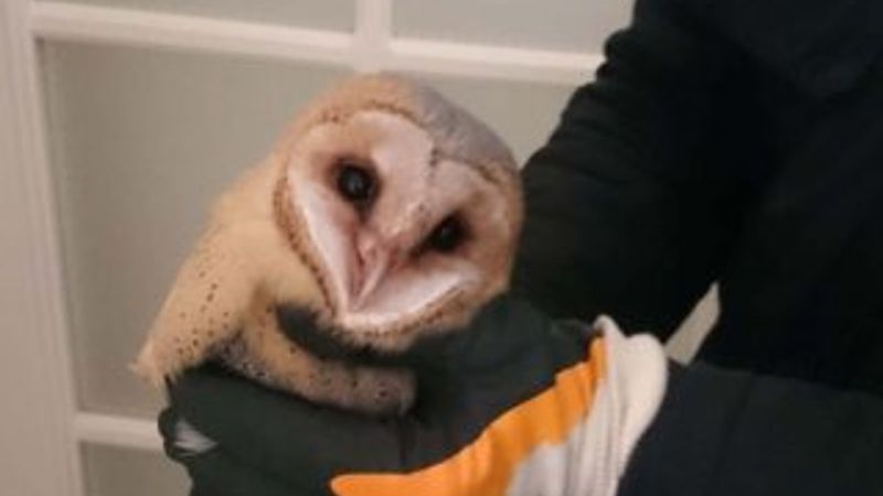 Davetsiz misafir: Baykuş