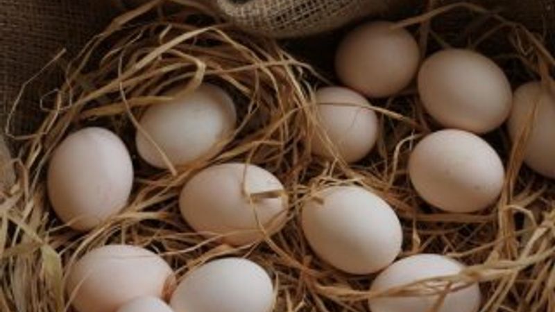 Tavuk yumurtası üretimi azaldı