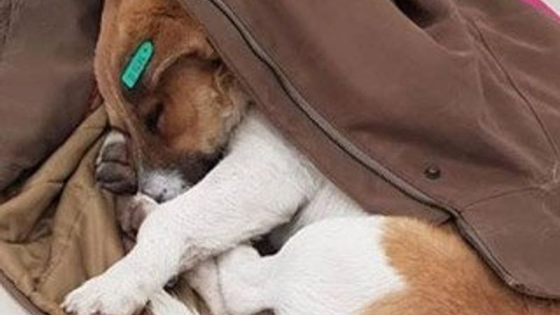 Üşüyen sokak köpeğini montuyla ısıttı