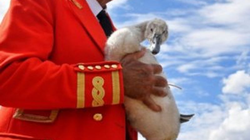 Kraliçe Elizabeth'in kuğularını vurdular