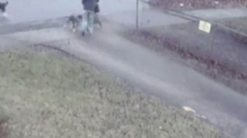 Aç pitbullar yaşlı kadına kabusu yaşattı