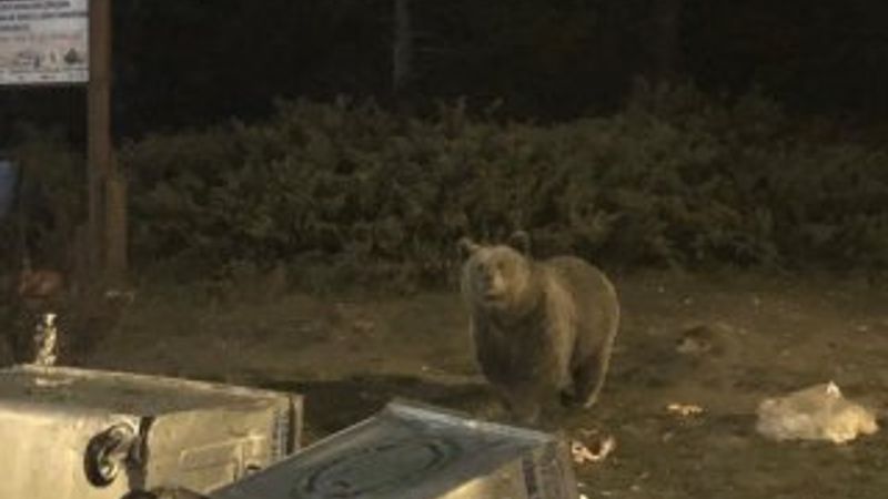 Uludağ'da aç kalan ayılar vatandaşa saldırdı