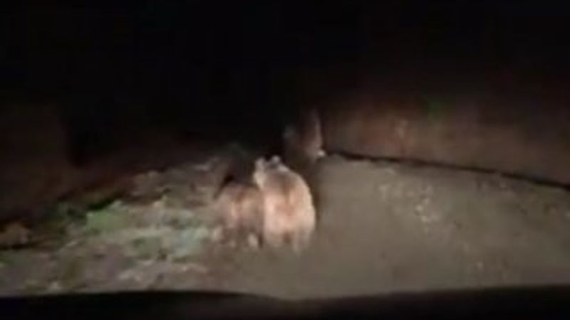 Ayıları önce kovaladı sonra bal verdi