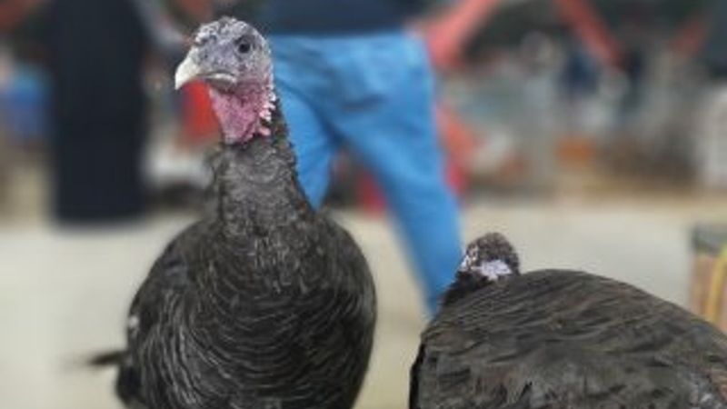 Hindiye bir zam daha yolda