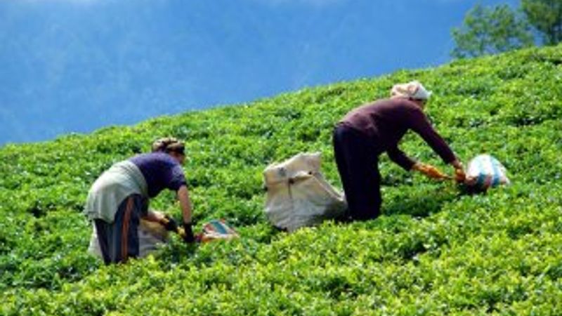 Doğu Karadenizden ekonomiye çay dopingi