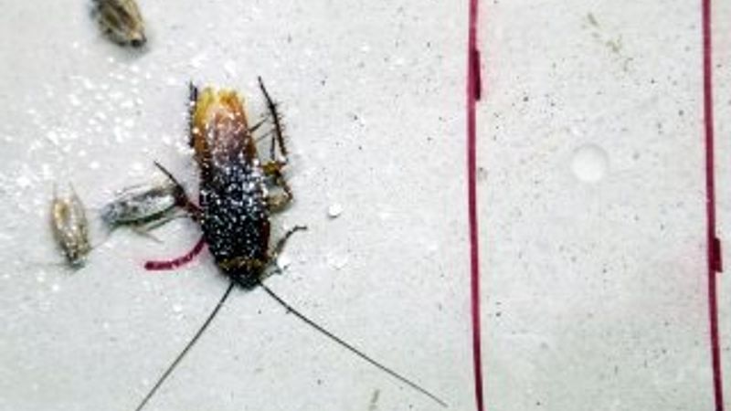 Böceklere karşı yerli doğal ilaç geliştirildi