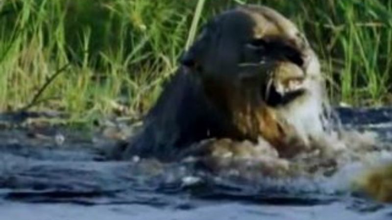 Aslanın yaşam mücadelesi