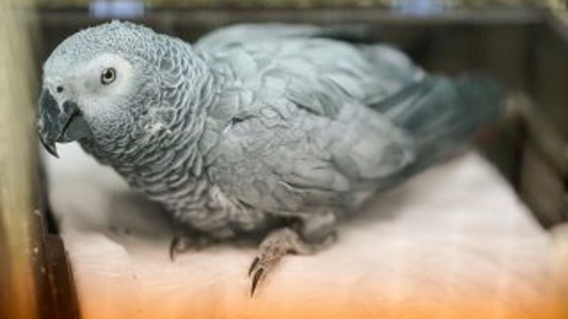 İşkence edilen papağan kurtarılamadı