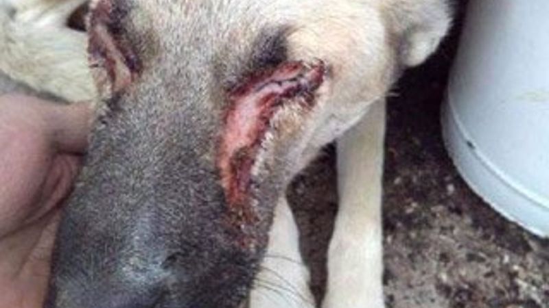 Gözlerinin oyulduğu sanılan köpek hasta çıktı