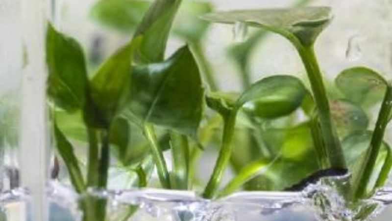 Genetiği değiştirilen sarmaşık kanserojen maddeleri temizliyor