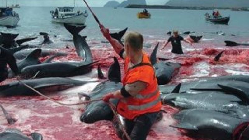 Japonya, balina avcılığını serbest bırakıyor