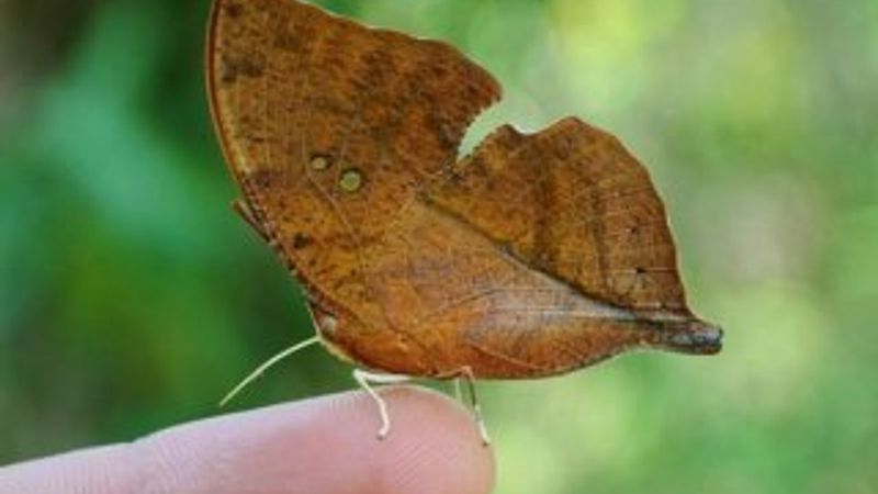 Kendini yaprak gibi kamufle eden kelebek