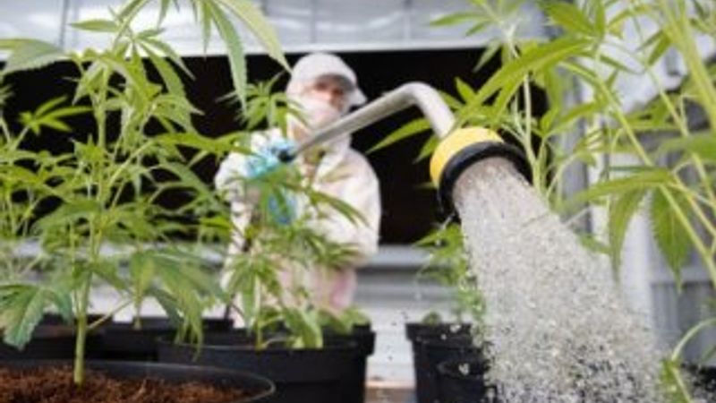 Tayland esrarın tıbbi olarak kullanımını onayladı