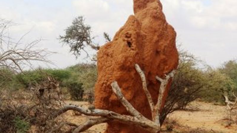 Somali’de 4 metrelik termit gökdelenleri