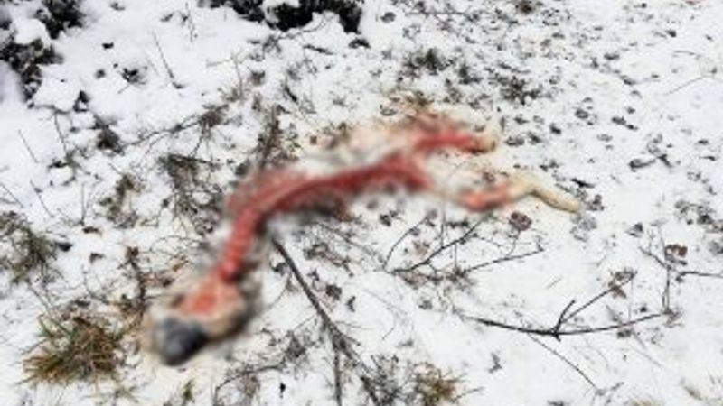 Kastamonu’da kurtlar şehre indi