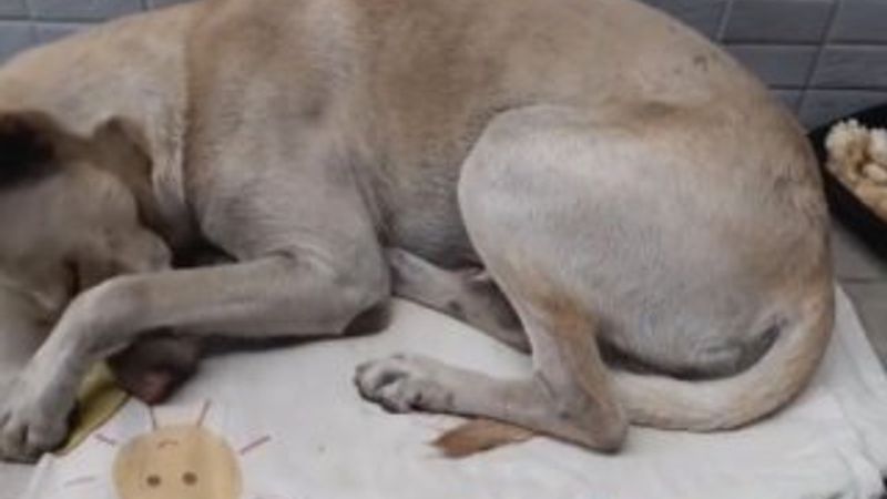 6 ay önce bırakıldığı yerden ayrılmadı