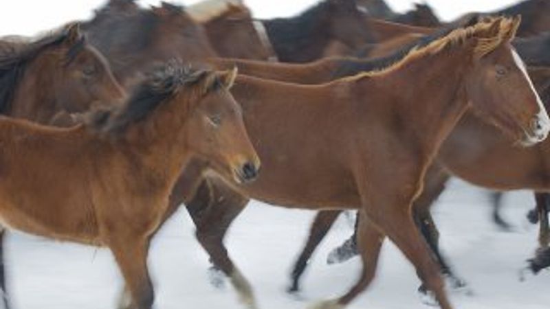 Yılkı atları kar üstünde ayrı güzel