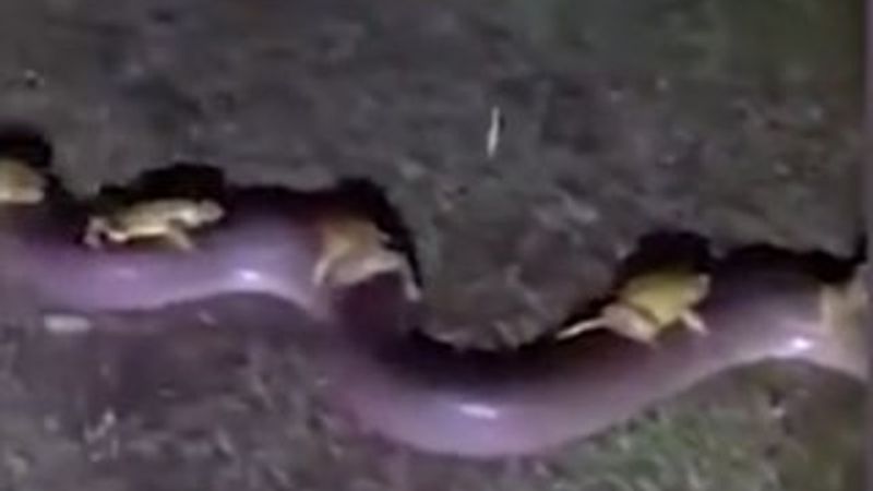 Hayatta kalabilmek için yılana sarıldılar