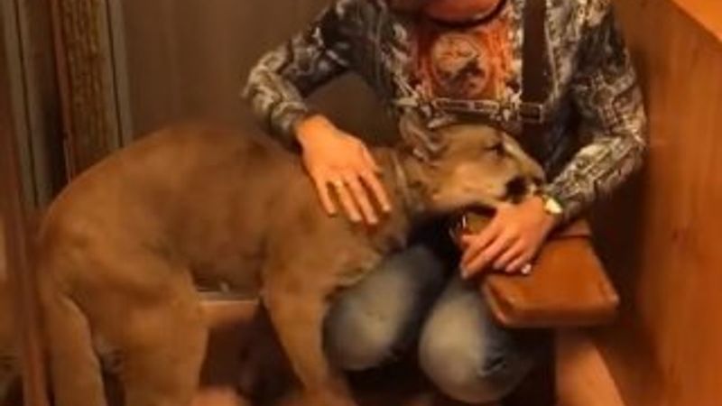 Rus çift evde puma besliyor