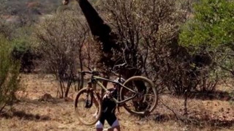 Zürafanın bisiklet sürücüsünü kovalaması kamerada