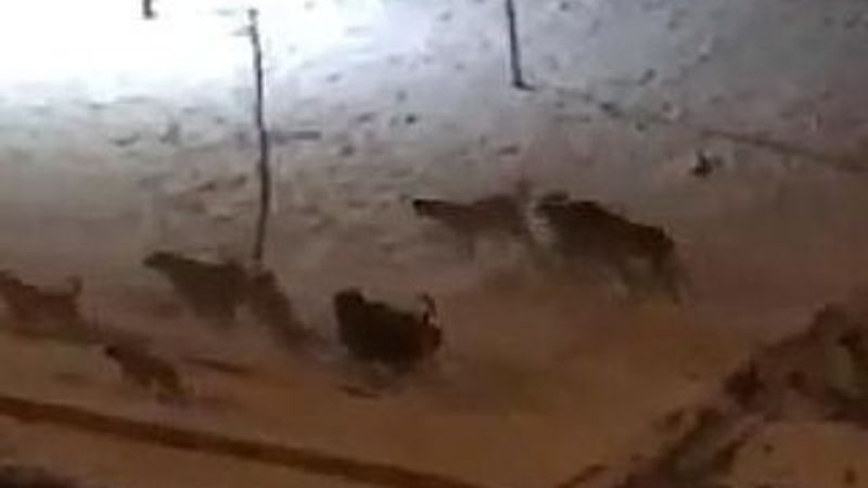 Kayseri'de köpekler kendi ırkını yedi