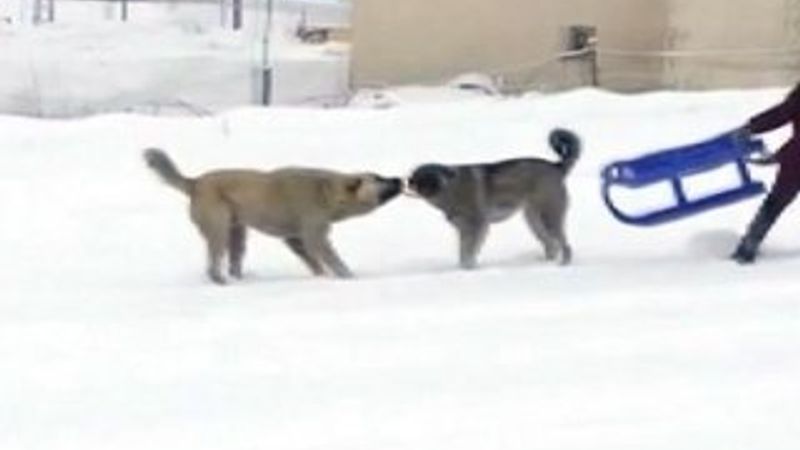 Çocuklar ile köpeklerin kızak kapma yarışı