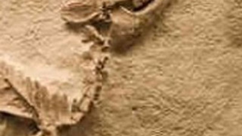 Dinozor fosilini satmaya çalışırken yakalandılar