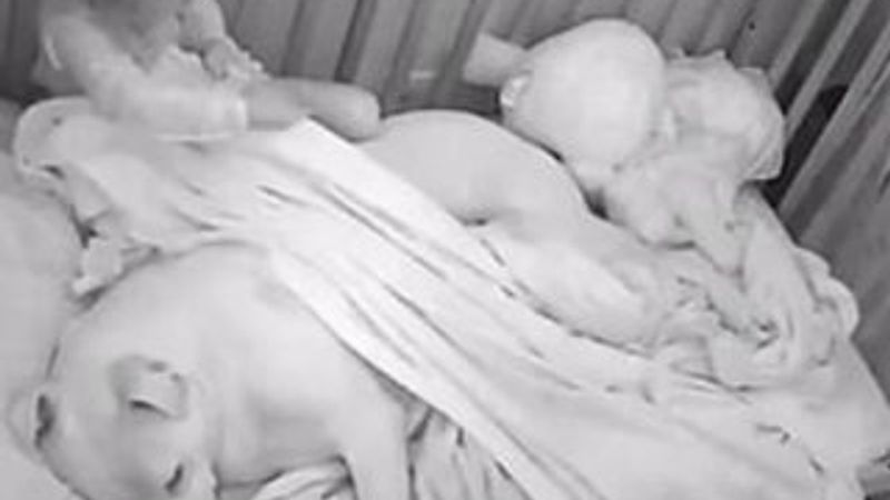 Deprem korkusuyla köpeğe sarılıp uyuyan bebek